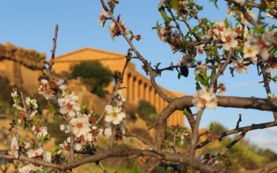 Mandorlo in fiore: 73°edizione del  festival internazionale del folklore