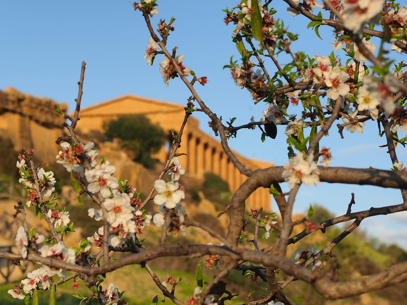 Mandorlo in fiore: 73°edizione del  festival internazionale del folklore