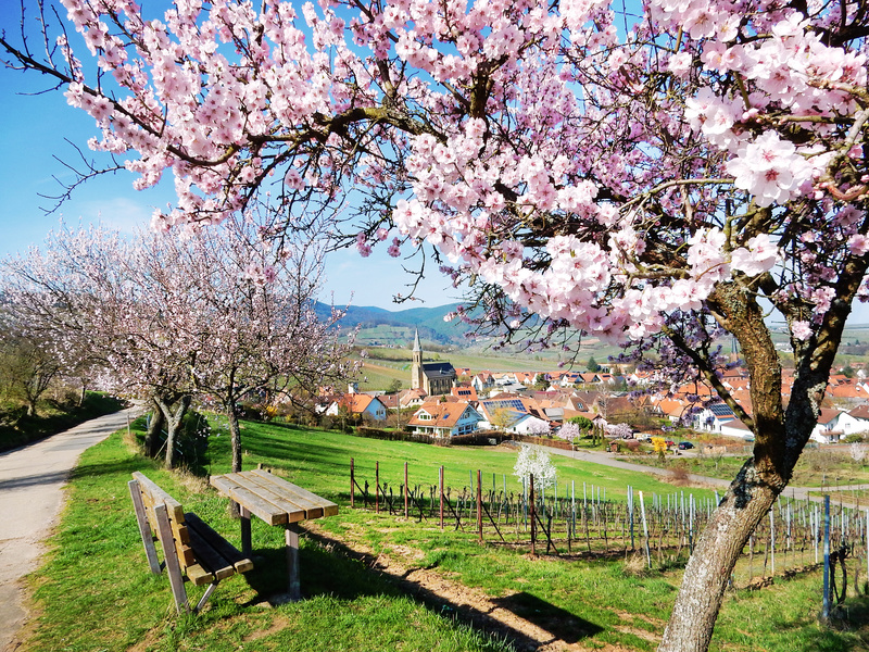 Mandorlo in Fiore nel Mondo